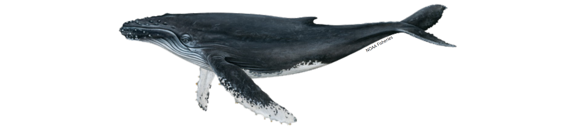 Whales of New York > Meet the Whales > Humpback Whale